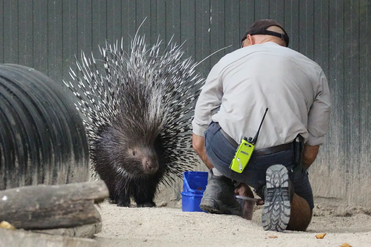 A keeper interacting with a cape porcupine at Hamilton Zoo