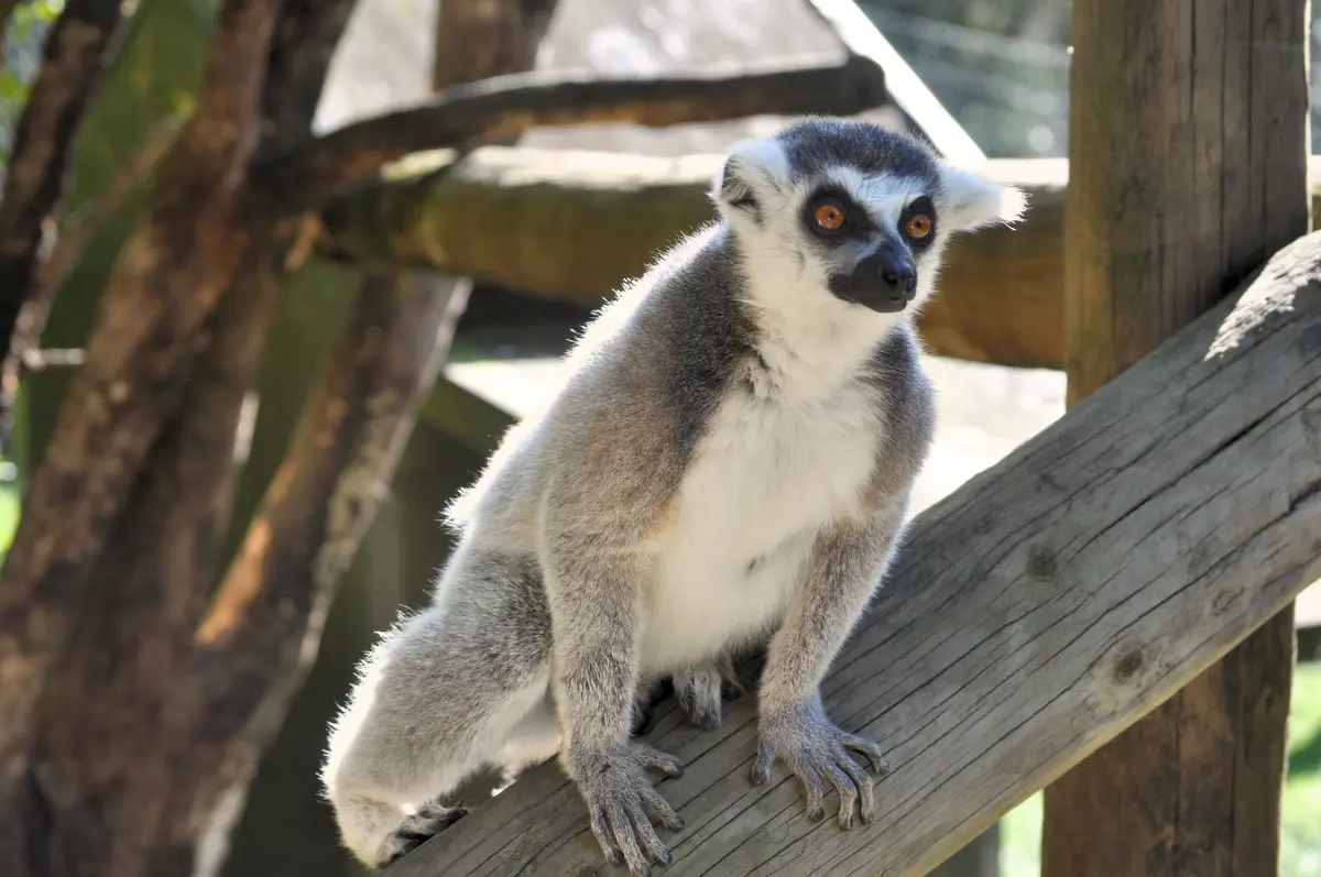 A ring-tailed lemur perched on a branch