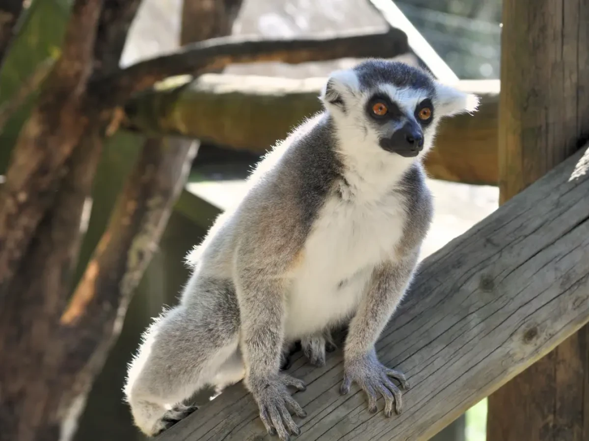 A ring-tailed lemur perched on a branch