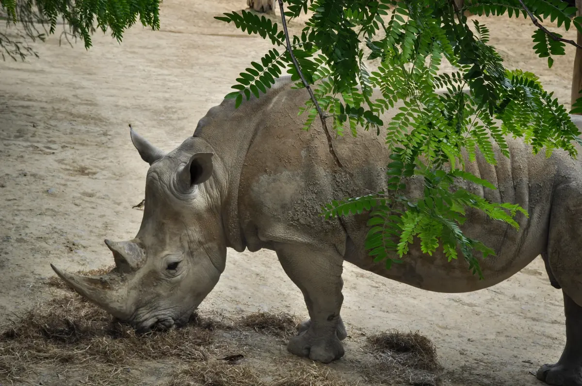 A southern white rhino digging in its exhibit