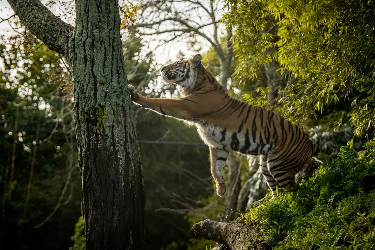 A Sumatran tiger stretching against a tree trunk