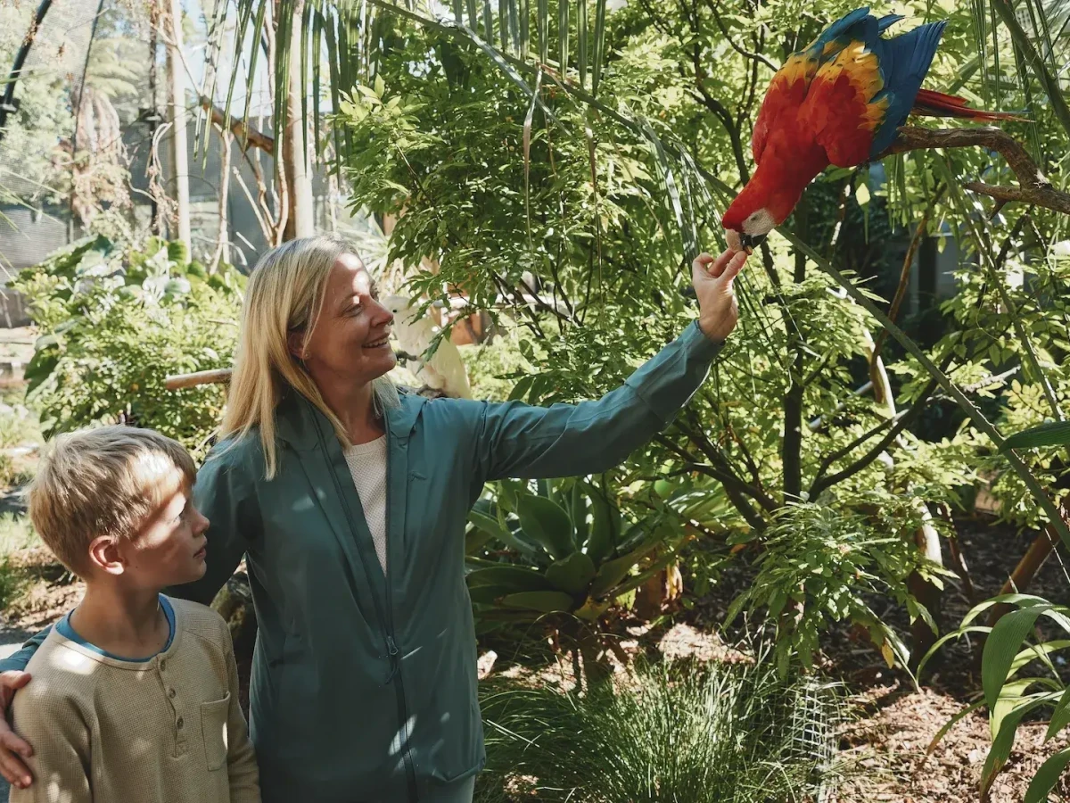 A child and an adult getting up close with a scarlet macaw at Hamilton Zoo