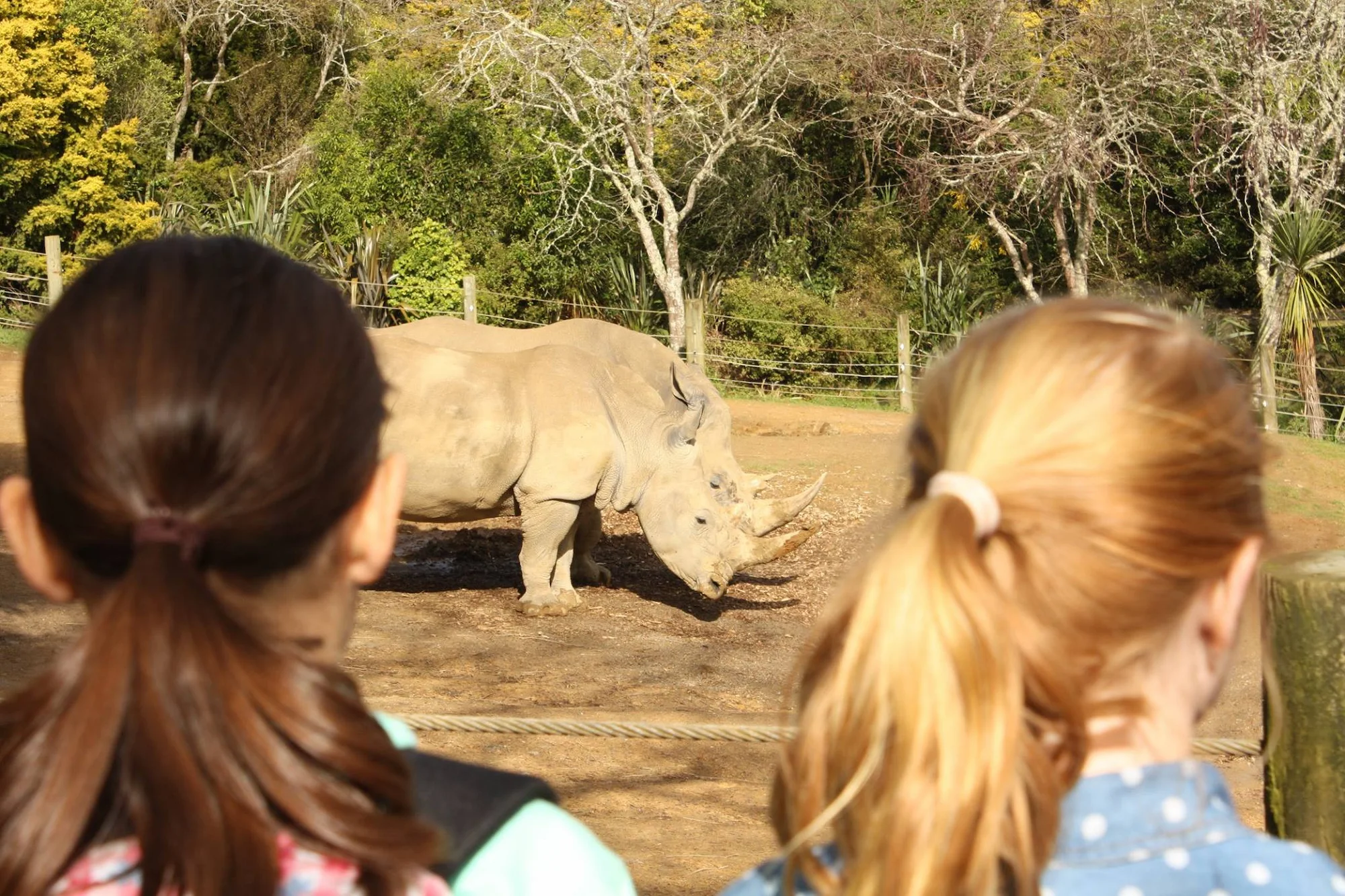 Children looking into the southern white rhino enclosure at Hamilton Zoo