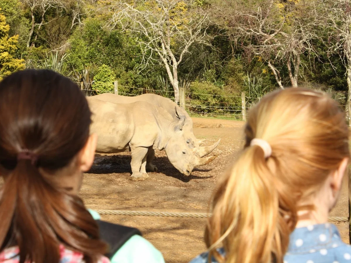Children looking into the southern white rhino enclosure at Hamilton Zoo