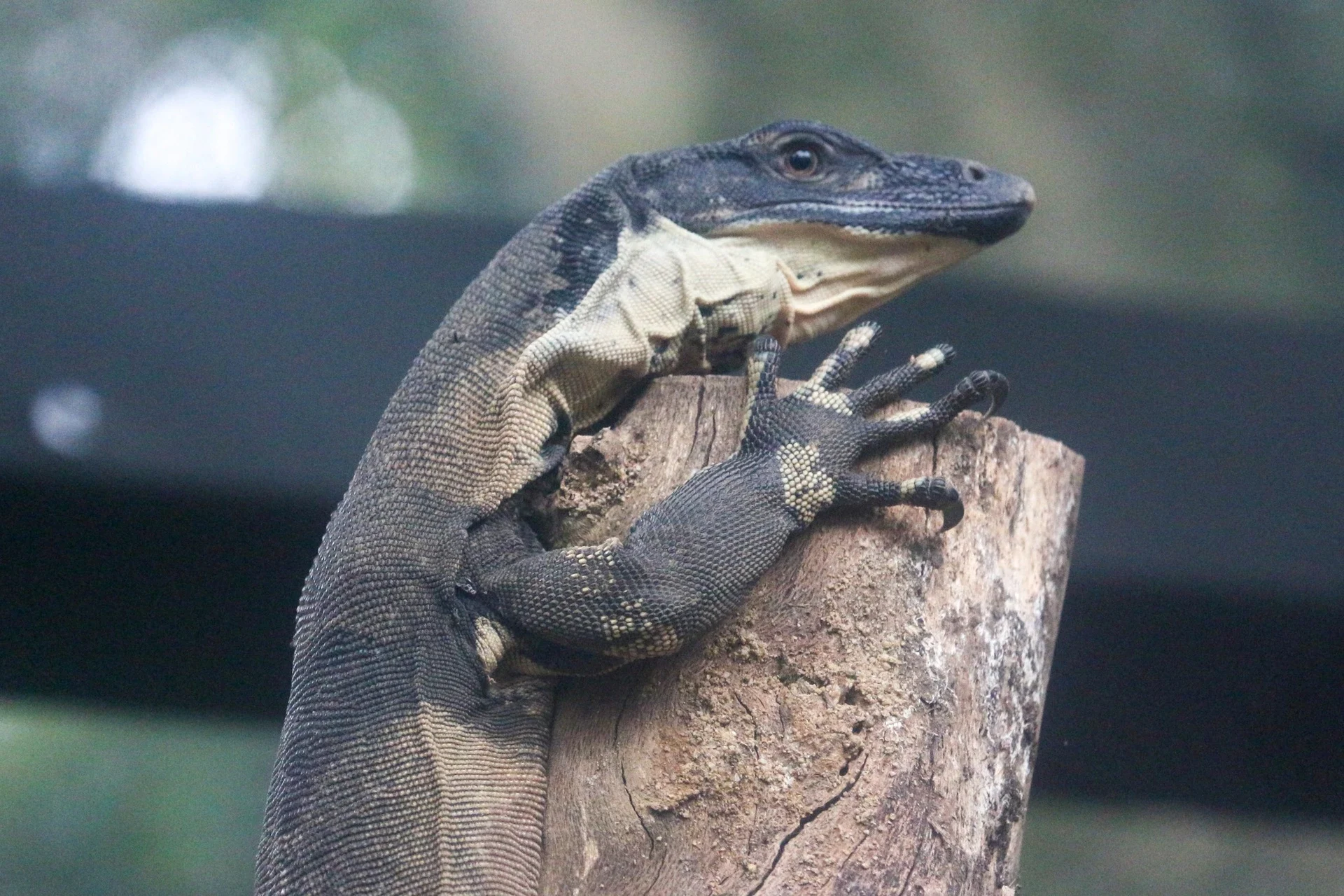 Lace monitor Lizard looking over a log