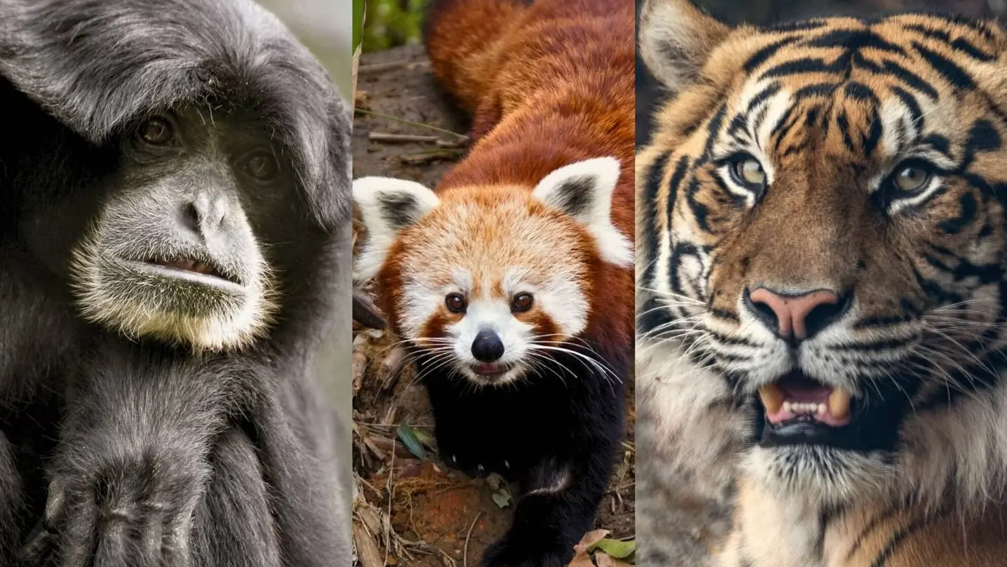 image of a tiger, gibbon and a red panda