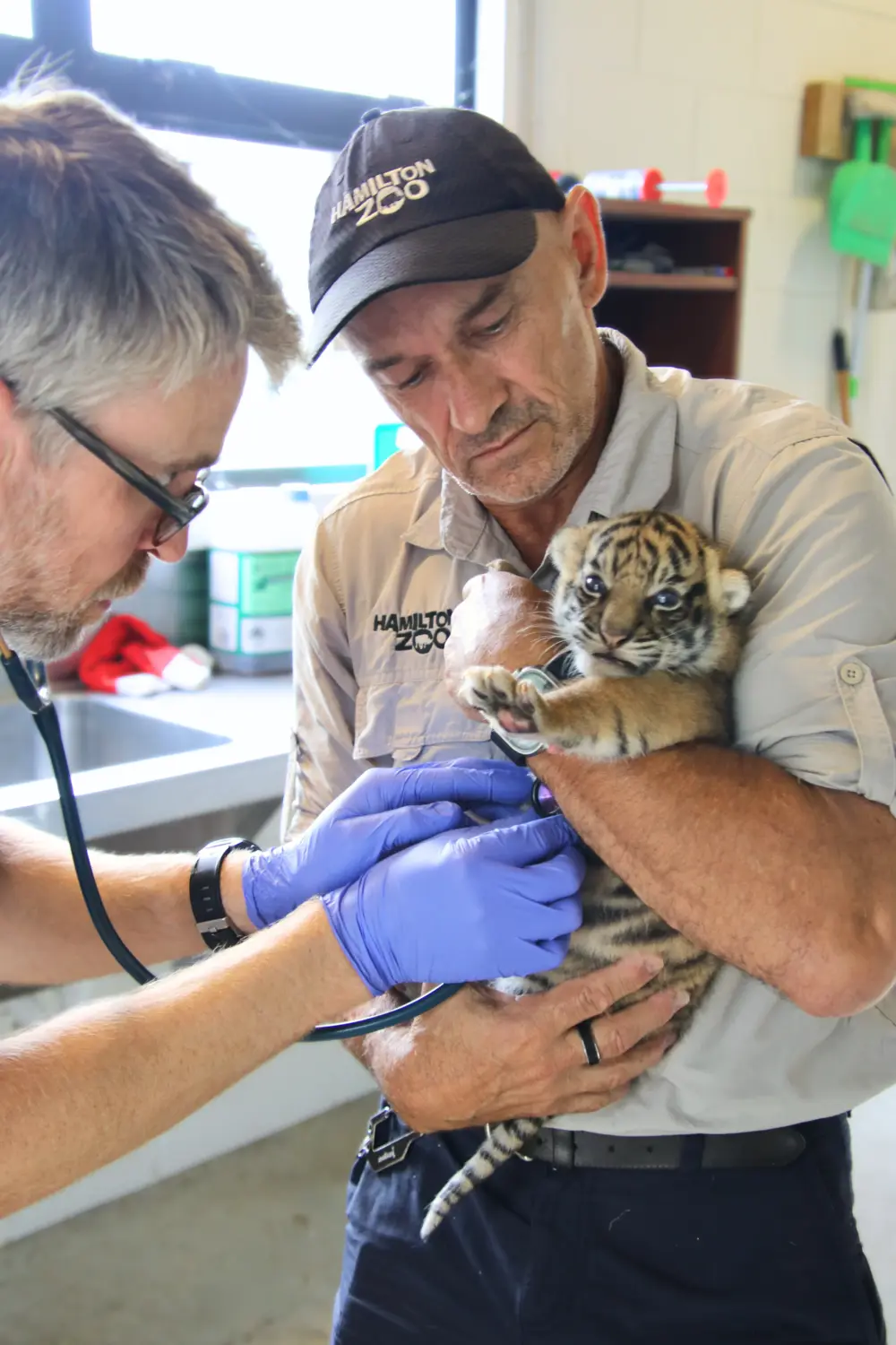 A keeper holding a tiger cub during a vet check-up