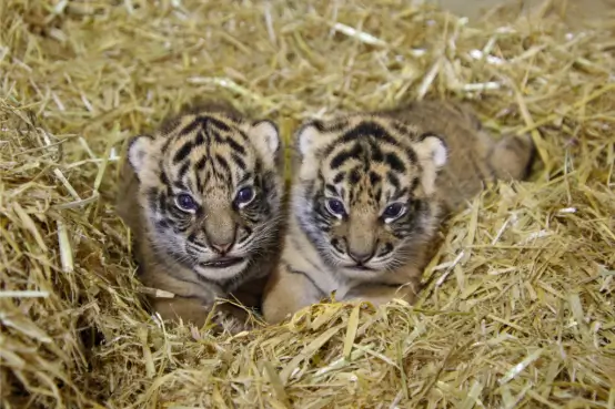 Twin tiger cubs nestled in hay