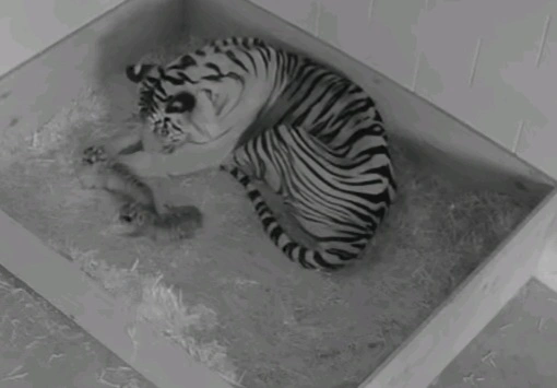 Mother Tiger Cuddling her 2 Cubs