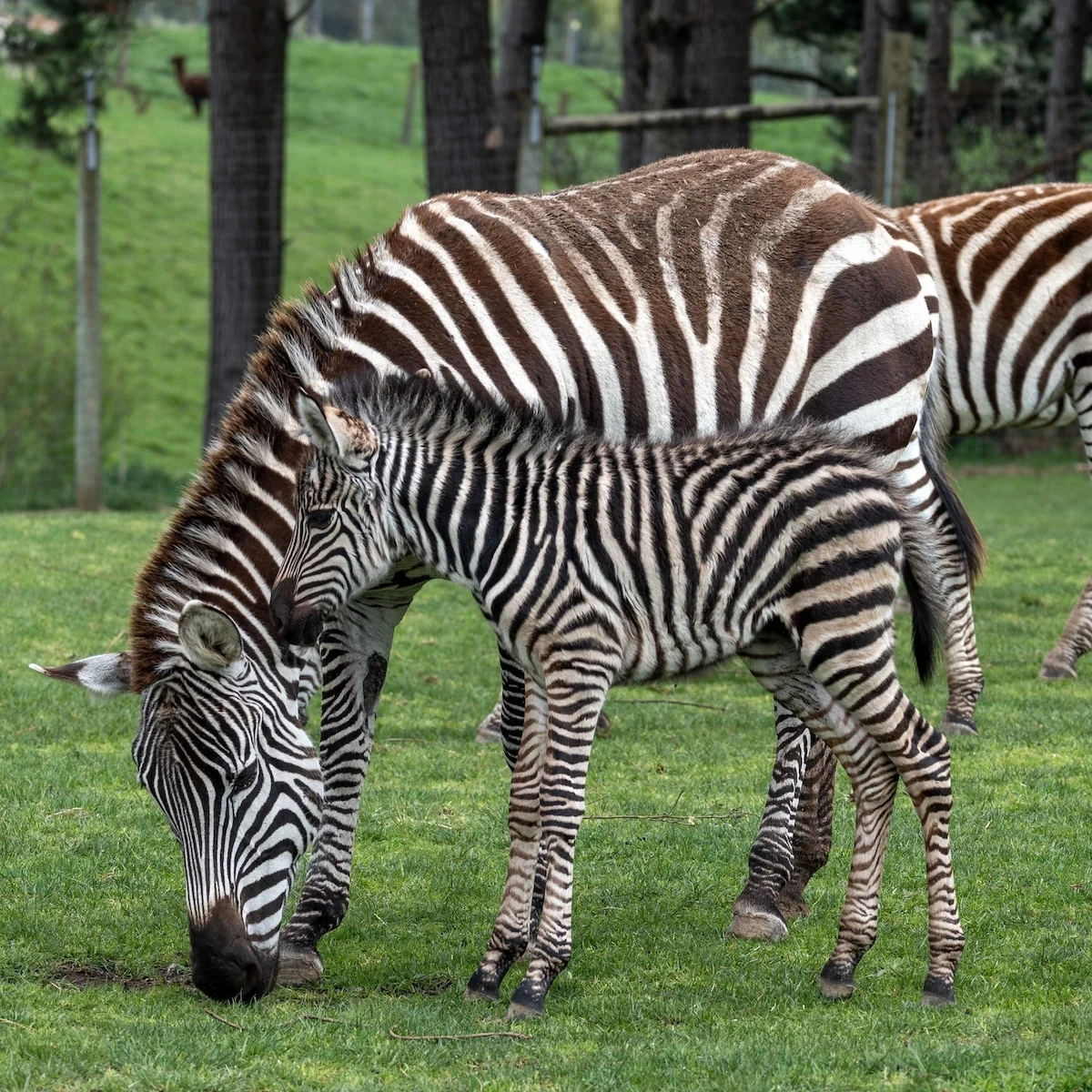 A Zebra and its Foal grazing the field